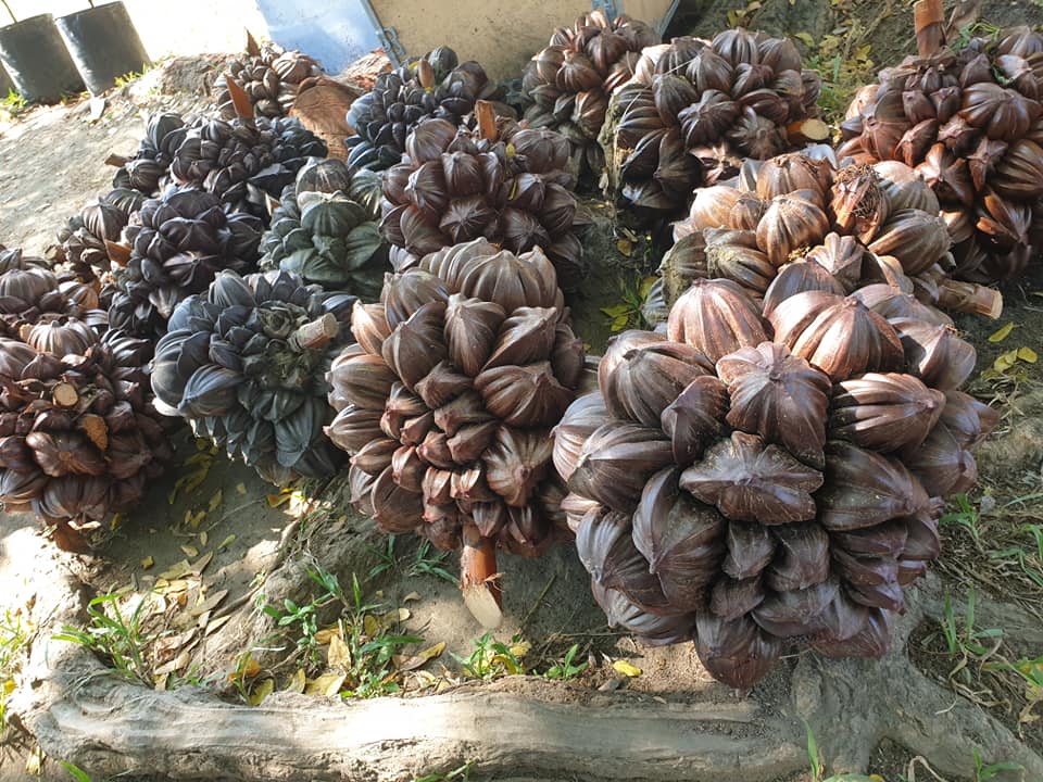 Nipa palm harvest for vinegar